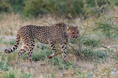 Wild cheetah (Acinonyx jubatus) photographed in its natural habitat. Known as the fastest land animal, this African big cat is shown in the savanna with its spotted fur and elegant body. Perfect for themes of wildlife, speed, predator
