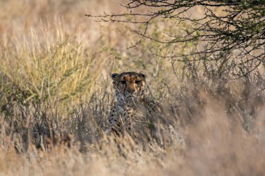 Wild cheetah (Acinonyx jubatus) photographed in its natural habitat. Known as the fastest land animal, this African big cat is shown in the savanna with its spotted fur and elegant body. Perfect for themes of wildlife, speed, predator
