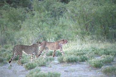 Wild cheetah (Acinonyx jubatus) photographed in its natural habitat. Known as the fastest land animal, this African big cat is shown in the savanna with its spotted fur and elegant body. Perfect for themes of wildlife, speed, predator