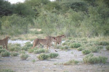 Wild cheetah (Acinonyx jubatus) photographed in its natural habitat. Known as the fastest land animal, this African big cat is shown in the savanna with its spotted fur and elegant body. Perfect for themes of wildlife, speed, predator