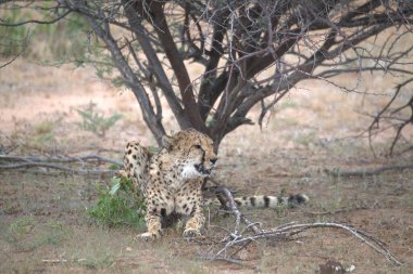 Wild cheetah (Acinonyx jubatus) photographed in its natural habitat. Known as the fastest land animal, this African big cat is shown in the savanna with its spotted fur and elegant body. Perfect for themes of wildlife, speed, predator