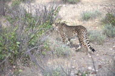 Wild cheetah (Acinonyx jubatus) photographed in its natural habitat. Known as the fastest land animal, this African big cat is shown in the savanna with its spotted fur and elegant body. Perfect for themes of wildlife, speed, predator