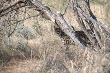 Wild cheetah (Acinonyx jubatus) photographed in its natural habitat. Known as the fastest land animal, this African big cat is shown in the savanna with its spotted fur and elegant body. Perfect for themes of wildlife, speed, predator