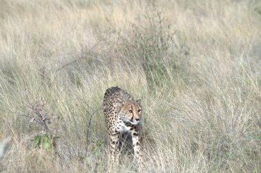 Wild cheetah (Acinonyx jubatus) photographed in its natural habitat. Known as the fastest land animal, this African big cat is shown in the savanna with its spotted fur and elegant body. Perfect for themes of wildlife, speed, predator