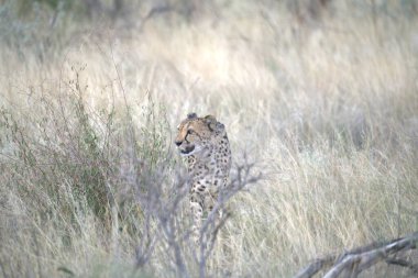 Wild cheetah (Acinonyx jubatus) photographed in its natural habitat. Known as the fastest land animal, this African big cat is shown in the savanna with its spotted fur and elegant body. Perfect for themes of wildlife, speed, predator