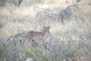 Wild cheetah (Acinonyx jubatus) photographed in its natural habitat. Known as the fastest land animal, this African big cat is shown in the savanna with its spotted fur and elegant body. Perfect for themes of wildlife, speed, predator