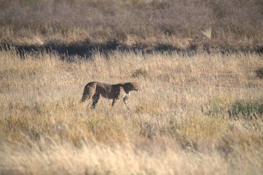 Wild cheetah (Acinonyx jubatus) photographed in its natural habitat. Known as the fastest land animal, this African big cat is shown in the savanna with its spotted fur and elegant body. Perfect for themes of wildlife, speed, predator