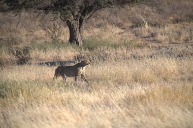 Wild cheetah (Acinonyx jubatus) photographed in its natural habitat. Known as the fastest land animal, this African big cat is shown in the savanna with its spotted fur and elegant body. Perfect for themes of wildlife, speed, predator