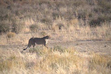 Wild cheetah (Acinonyx jubatus) photographed in its natural habitat. Known as the fastest land animal, this African big cat is shown in the savanna with its spotted fur and elegant body. Perfect for themes of wildlife, speed, predator
