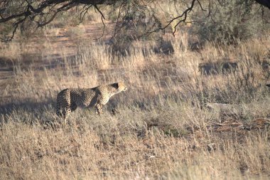 Wild cheetah (Acinonyx jubatus) photographed in its natural habitat. Known as the fastest land animal, this African big cat is shown in the savanna with its spotted fur and elegant body. Perfect for themes of wildlife, speed, predator