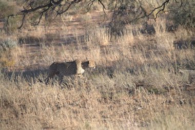 Wild cheetah (Acinonyx jubatus) photographed in its natural habitat. Known as the fastest land animal, this African big cat is shown in the savanna with its spotted fur and elegant body. Perfect for themes of wildlife, speed, predator