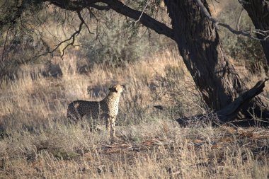 Wild cheetah (Acinonyx jubatus) photographed in its natural habitat. Known as the fastest land animal, this African big cat is shown in the savanna with its spotted fur and elegant body. Perfect for themes of wildlife, speed, predator