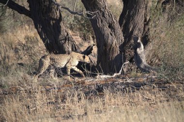 Wild cheetah (Acinonyx jubatus) photographed in its natural habitat. Known as the fastest land animal, this African big cat is shown in the savanna with its spotted fur and elegant body. Perfect for themes of wildlife, speed, predator