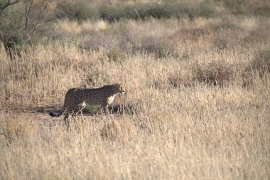 Wild cheetah (Acinonyx jubatus) photographed in its natural habitat. Known as the fastest land animal, this African big cat is shown in the savanna with its spotted fur and elegant body. Perfect for themes of wildlife, speed, predator