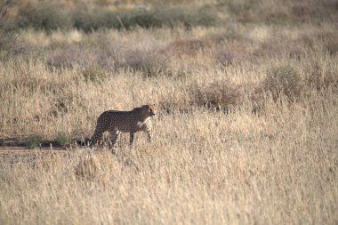 Wild cheetah (Acinonyx jubatus) photographed in its natural habitat. Known as the fastest land animal, this African big cat is shown in the savanna with its spotted fur and elegant body. Perfect for themes of wildlife, speed, predator