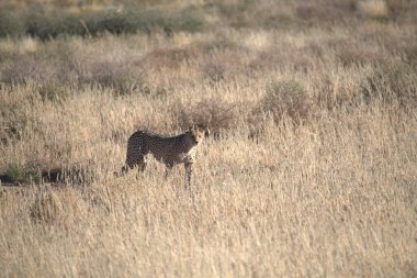 Wild cheetah (Acinonyx jubatus) photographed in its natural habitat. Known as the fastest land animal, this African big cat is shown in the savanna with its spotted fur and elegant body. Perfect for themes of wildlife, speed, predator