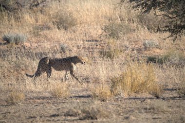 Wild cheetah (Acinonyx jubatus) photographed in its natural habitat. Known as the fastest land animal, this African big cat is shown in the savanna with its spotted fur and elegant body. Perfect for themes of wildlife, speed, predator
