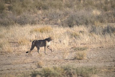 Wild cheetah (Acinonyx jubatus) photographed in its natural habitat. Known as the fastest land animal, this African big cat is shown in the savanna with its spotted fur and elegant body. Perfect for themes of wildlife, speed, predator