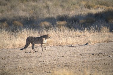 Wild cheetah (Acinonyx jubatus) photographed in its natural habitat. Known as the fastest land animal, this African big cat is shown in the savanna with its spotted fur and elegant body. Perfect for themes of wildlife, speed, predator