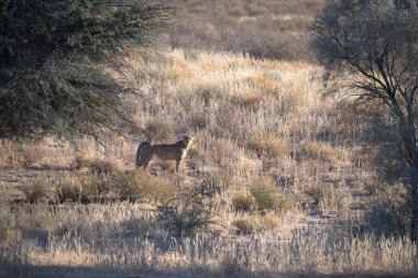 Wild cheetah (Acinonyx jubatus) photographed in its natural habitat. Known as the fastest land animal, this African big cat is shown in the savanna with its spotted fur and elegant body. Perfect for themes of wildlife, speed, predator