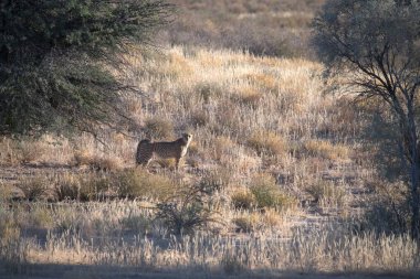 Wild cheetah (Acinonyx jubatus) photographed in its natural habitat. Known as the fastest land animal, this African big cat is shown in the savanna with its spotted fur and elegant body. Perfect for themes of wildlife, speed, predator