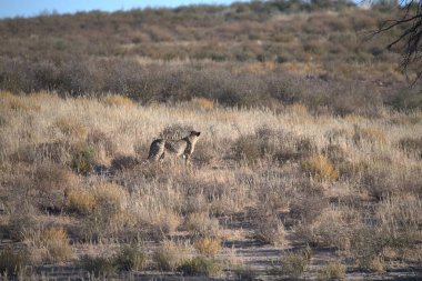 Wild cheetah (Acinonyx jubatus) photographed in its natural habitat. Known as the fastest land animal, this African big cat is shown in the savanna with its spotted fur and elegant body. Perfect for themes of wildlife, speed, predator