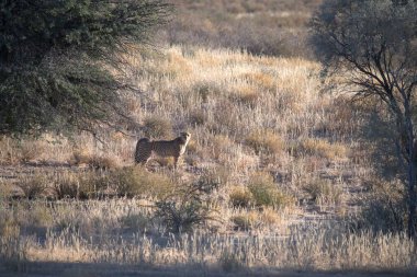 Wild cheetah (Acinonyx jubatus) photographed in its natural habitat. Known as the fastest land animal, this African big cat is shown in the savanna with its spotted fur and elegant body. Perfect for themes of wildlife, speed, predator