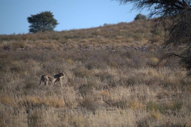 Wild cheetah (Acinonyx jubatus) photographed in its natural habitat. Known as the fastest land animal, this African big cat is shown in the savanna with its spotted fur and elegant body. Perfect for themes of wildlife, speed, predator