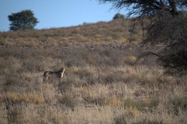 Wild cheetah (Acinonyx jubatus) photographed in its natural habitat. Known as the fastest land animal, this African big cat is shown in the savanna with its spotted fur and elegant body. Perfect for themes of wildlife, speed, predator