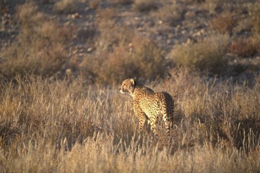 Wild cheetah (Acinonyx jubatus) photographed in its natural habitat. Known as the fastest land animal, this African big cat is shown in the savanna with its spotted fur and elegant body. Perfect for themes of wildlife, speed, predator