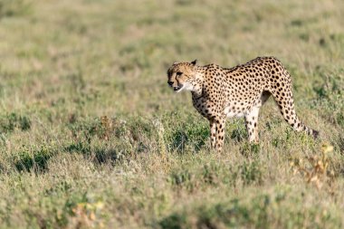 Wild cheetah (Acinonyx jubatus) photographed in its natural habitat. Known as the fastest land animal, this African big cat is shown in the savanna with its spotted fur and elegant body. Perfect for themes of wildlife, speed, predator