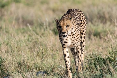 Wild cheetah (Acinonyx jubatus) photographed in its natural habitat. Known as the fastest land animal, this African big cat is shown in the savanna with its spotted fur and elegant body. Perfect for themes of wildlife, speed, predator