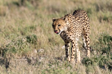Wild cheetah (Acinonyx jubatus) photographed in its natural habitat. Known as the fastest land animal, this African big cat is shown in the savanna with its spotted fur and elegant body. Perfect for themes of wildlife, speed, predator
