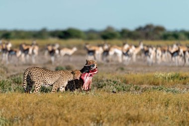 Wild cheetah (Acinonyx jubatus) photographed in its natural habitat. Known as the fastest land animal, this African big cat is shown in the savanna with its spotted fur and elegant body. Perfect for themes of wildlife, speed, predator