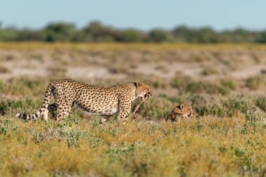 Wild cheetah (Acinonyx jubatus) photographed in its natural habitat. Known as the fastest land animal, this African big cat is shown in the savanna with its spotted fur and elegant body. Perfect for themes of wildlife, speed, predator, safari