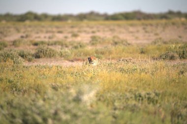 Wild cheetah (Acinonyx jubatus) photographed in its natural habitat. Known as the fastest land animal, this African big cat is shown in the savanna with its spotted fur and elegant body. Perfect for themes of wildlife, speed, predator, safari