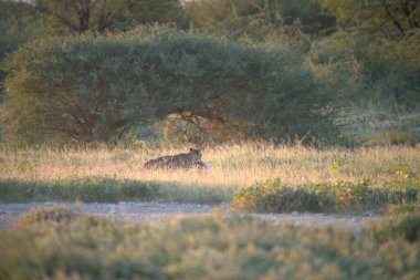 Wild cheetah (Acinonyx jubatus) photographed in its natural habitat. Known as the fastest land animal, this African big cat is shown in the savanna with its spotted fur and elegant body. Perfect for themes of wildlife, speed, predator