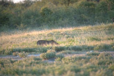 Wild cheetah (Acinonyx jubatus) photographed in its natural habitat. Known as the fastest land animal, this African big cat is shown in the savanna with its spotted fur and elegant body. Perfect for themes of wildlife, speed, predator