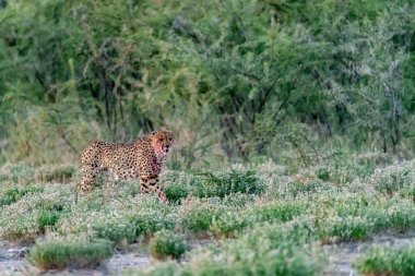 Wild cheetah (Acinonyx jubatus) photographed in its natural habitat. Known as the fastest land animal, this African big cat is shown in the savanna with its spotted fur and elegant body. Perfect for themes of wildlife, speed, predator