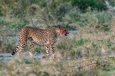 Wild cheetah (Acinonyx jubatus) photographed in its natural habitat. Known as the fastest land animal, this African big cat is shown in the savanna with its spotted fur and elegant body. Perfect for themes of wildlife, speed, predator