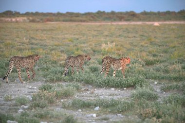Wild cheetah (Acinonyx jubatus) photographed in its natural habitat. Known as the fastest land animal, this African big cat is shown in the savanna with its spotted fur and elegant body. Perfect for themes of wildlife, speed, predator
