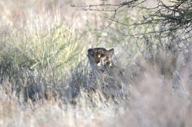 Wild cheetah (Acinonyx jubatus) photographed in its natural habitat. Known as the fastest land animal, this African big cat is shown in the savanna with its spotted fur and elegant body. Perfect for themes of wildlife, speed, predator