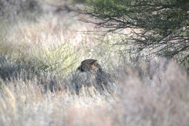 Ormanda vahşi bir kedi