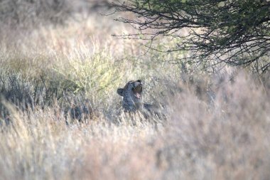 Ormandaki vahşi geyik