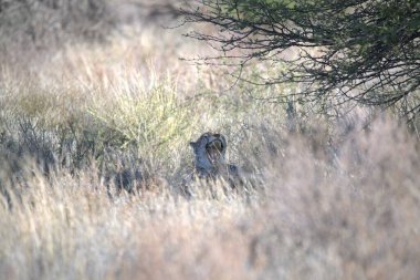 Kenya savanındaki aslan