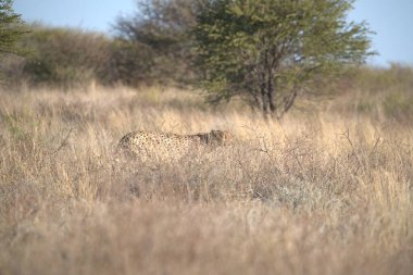 Kruger Ulusal Parkı 'ndaki leopar