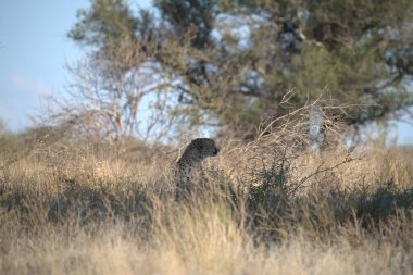 Güney Afrika 'daki Kruger Ulusal Parkı' nda vahşi bir aslan.
