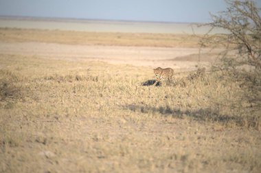 Savanadaki vahşi aslanlar
