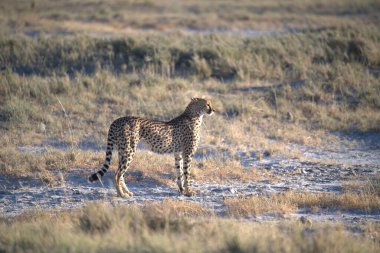 Afrika, Kenya savanındaki leopar.