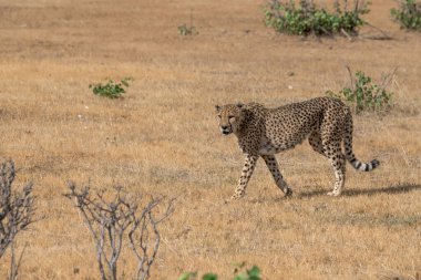 Kenya bozkırında çita